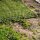 Husqvarna Hybrid-Gras / Hybrid-Rasen Kit 1x1 m