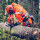 Husqvarna 560 XP Mark II Motorsäge 18 Zoll / 45 cm
